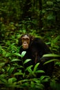 Common Chimpanzee  Pan troglodytes schweinfurtii portrait, Kibale Forest National Park, Rwenzori Mountains, Uganda. Royalty Free Stock Photo