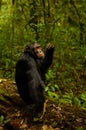 Common Chimpanzee  Pan troglodytes schweinfurtii portrait, Kibale Forest National Park, Rwenzori Mountains, Uganda. Royalty Free Stock Photo