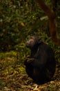 Common Chimpanzee  Pan troglodytes schweinfurtii portrait, Kibale Forest National Park, Rwenzori Mountains, Uganda. Royalty Free Stock Photo