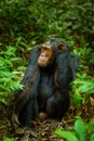 Common Chimpanzee  Pan troglodytes schweinfurtii portrait, Kibale Forest National Park, Rwenzori Mountains, Uganda. Royalty Free Stock Photo