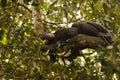 Common Chimpanzee  Pan troglodytes schweinfurtii relaxing in a tree, Kibale Forest National Park, Rwenzori Mountains, Uganda. Royalty Free Stock Photo