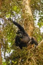 Common Chimpanzee  Pan troglodytes schweinfurtii sitting in a tree eating, Kibale Forest National Park, Rwenzori Mountains, Ugan Royalty Free Stock Photo