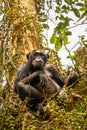 Common Chimpanzee  Pan troglodytes schweinfurtii sitting in a tree looking at the camera, Kibale Forest National Park, Rwenzori Royalty Free Stock Photo