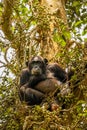 Common Chimpanzee  Pan troglodytes schweinfurtii sitting in a tree looking at the camera, Kibale Forest National Park, Rwenzori Royalty Free Stock Photo