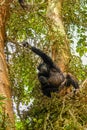 Common Chimpanzee  Pan troglodytes schweinfurtii sitting in a tree reaching for food, Kibale Forest National Park, Rwenzori Moun Royalty Free Stock Photo