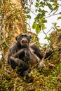 Common Chimpanzee  Pan troglodytes schweinfurtii sitting in a tree showing his tongue, Kibale Forest National Park, Rwenzori Mou Royalty Free Stock Photo