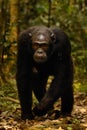 Common Chimpanzee  Pan troglodytes schweinfurtii walking towards the camera, Kibale Forest National Park, Rwenzori Mountains, Ug Royalty Free Stock Photo