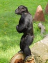 Common chimpanzee (Pan troglodytes) stay