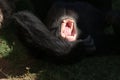 Common Chimpanzee - Pan troglodytes Royalty Free Stock Photo