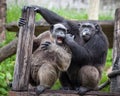 Common Chimpanzee sitting next in love. Royalty Free Stock Photo