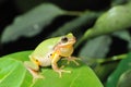 Common Chinese Tree Frog (Hyla chinensis)