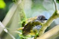 Common Chlorospingus on a tree branch in Monteverde Cloud Forest