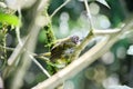 Common Chlorospingus on a tree branch in Monteverde Cloud Forest