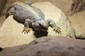 Common chuckwalla