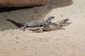 Common chuckwalla Royalty Free Stock Photo