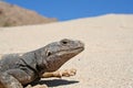 Common Chuckwalla Lizard Sauromalus ater on sandstone