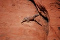 Common chuckwalla