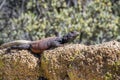 Common Chuckwalla Sauromalus ater adult male lounging on a rock, Joshua Tree National Park, California