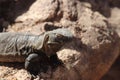 Common chuckwalla Sauromalus ater 1