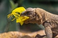 Common Chuckwalla eating a Flower