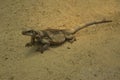 The Common Chuckwalla Sauromalus ater.