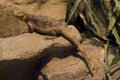 The Common Chuckwalla Sauromalus ater.