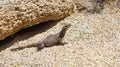 Common Chuckwalla & x28;Sauromalus ater& x29; lizard on the ground under the sun in Joshua Tree National Park, California