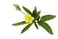 Common Cinquefoil Royalty Free Stock Photo