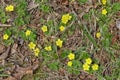 Common cinquefoil plant or Potentilla simplex Royalty Free Stock Photo