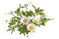 Common Cinquefoild and Daisy Royalty Free Stock Photo