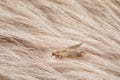 Common clothes moth Tineola bisselliella on beige fur Royalty Free Stock Photo