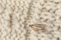 Common clothes moth Tineola bisselliella on knitted fabric, closeup. Space for text Royalty Free Stock Photo