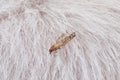 Common clothes moth Tineola bisselliella on fur, closeup Royalty Free Stock Photo