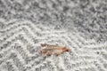 Common clothes moth Tineola bisselliella on grey fabric, closeup Royalty Free Stock Photo