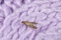 Common clothes moth Tineola bisselliella on violet knitted fabric Royalty Free Stock Photo