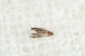 Common clothes moth Tineola bisselliella on knitted fabric, top view