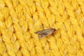 Common clothes moth Tineola bisselliella on knitted fabric, closeup