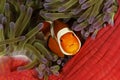 Common clownfish Amphiprion ocellaris , Bunaken National Marine Park, Indonesia Royalty Free Stock Photo