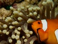 Common clownfish 01