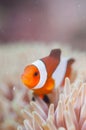 Common Clownfish