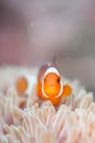 Common Clownfish