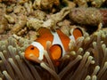 Common clownfish Royalty Free Stock Photo