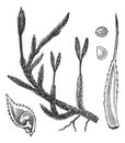 Common clubmoss or Lycopodium clavatum vintage engraving