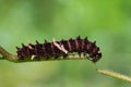 Common Clubtail caterpillar