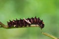 Common Clubtail caterpillar