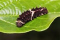 Common Clubtail caterpillar