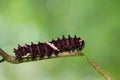 Common Clubtail caterpillar