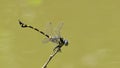 The Common Clubtail dragonfly flying and perch on branch.