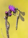 Common Clubtail Dragonfly