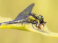Common Clubtail Dragonfly